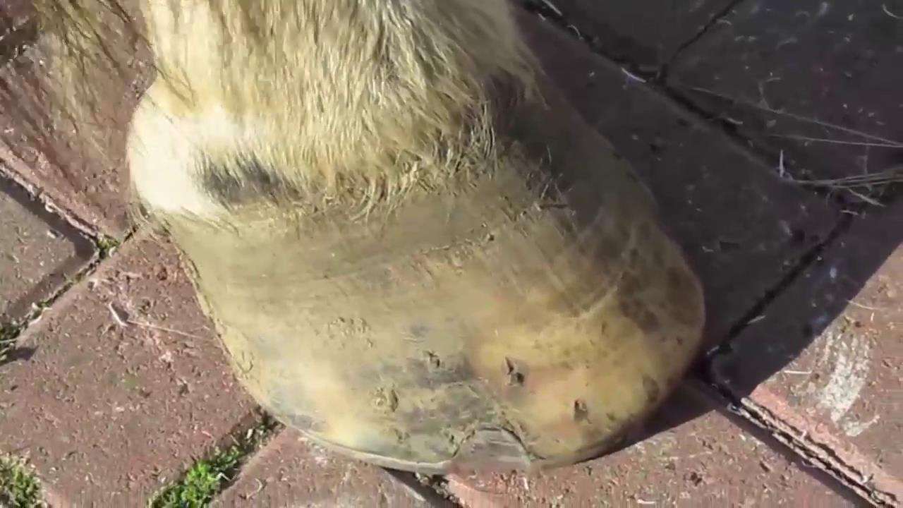 【】为什么人类要在马蹄上给马残忍打马蹄铁？涨知识了