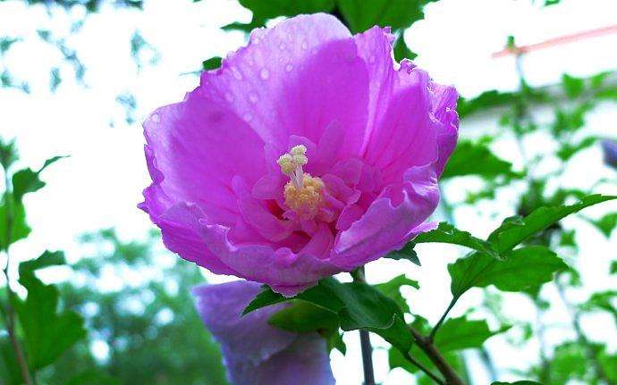 生肖|9月初,缘分与桃花红鸾星动,真爱突然降临身边的四个生肖