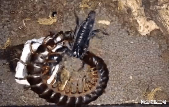 蜈蚣|猛擎科普：蜈蚣，蝎子，蜘蛛，螃蟹，螳螂和蛇之间的战斗力
