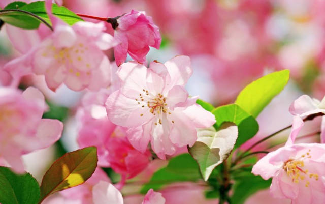 :熬完5.1事业平步青云,大有福报,福禄不缺的属相