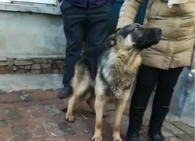 主人要搬家去外地，将狗狗卖给别人，隔了两天狗狗自己跑回来了