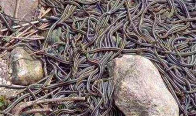 |中国1983年蛇灾是怎么回事？揭秘关于1983年中国蛇灾始末