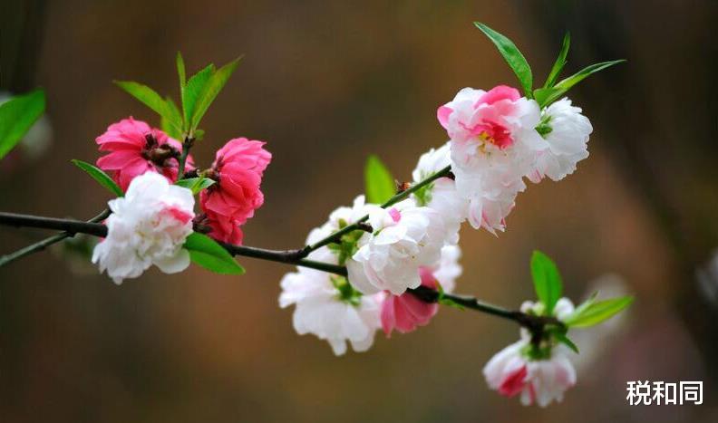 「生肖」3生肖命中带财，2020年6月下旬财富盈门，事业旺盛