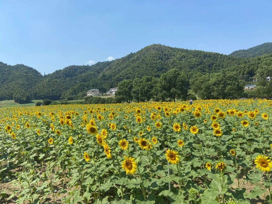 江南都市报|有变！事关国庆假期！