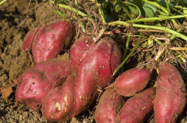 「红薯」红薯尽量少吃,最好不吃,知道原因吗?现在看到也不晚!