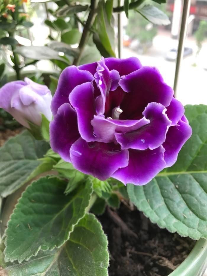 |七月如期而至，星座运势，愿七月与你都顺势而来