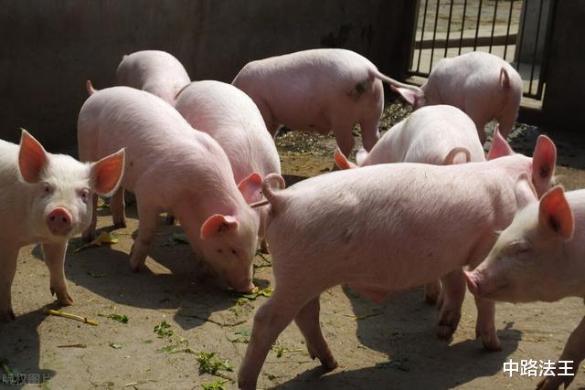 生猪价格|24跌!猪价“扛”不住,中秋、国庆猪价上涨要凉凉?3个坏消息!