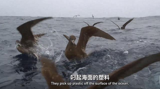 #白色污染#“她”鼻腔插吸管13年，吃塑料，被绳子几乎勒成两半，却无法呼救