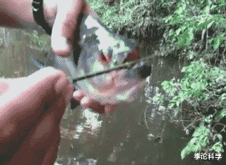 亚马逊河|亚马逊河到底有多可怕？为什么连当地人都不敢在里面游泳？