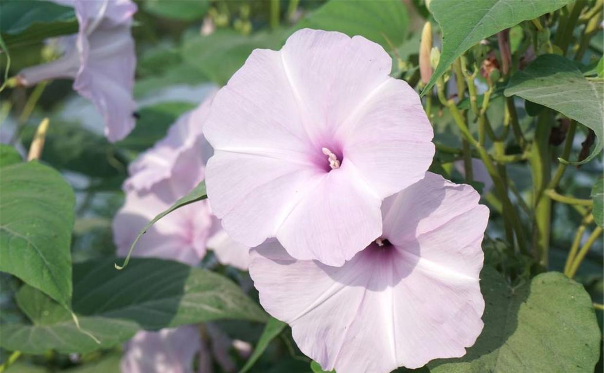 「双子座」7月非卿永不娶，旧爱在心终难忘，一生爱你一生陪的3个星座