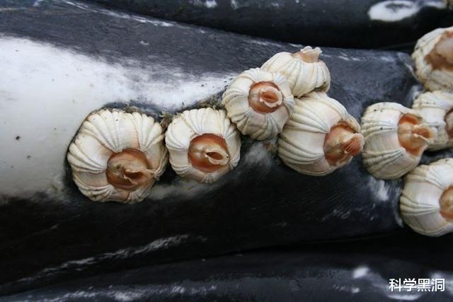 鲸鱼：鲸鱼临死前，为什么都会跃出海面？最终变成鲸落？