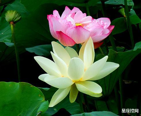 白羊座|经历过磨难之后能够快速成长起来的三大星座，为人稳重，得人敬仰