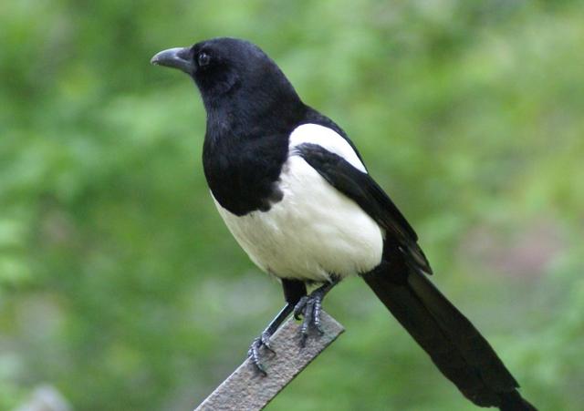 [生肖]偏财不断的三大生肖，苦尽甘来，财富不断找上门！