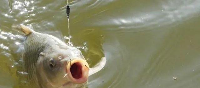 |夏季作钓，教你快速判断钓灵还是钓钝