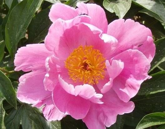 旧爱|9月中旬，4属相财星入驻，财源滚滚，好运连连，喜事进门