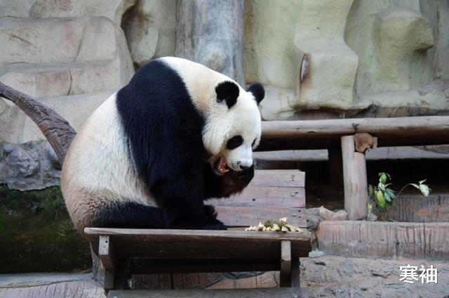 寒袖|失心疯！大凉山村民毒杀大熊猫卖4000块, 仅剩1只大熊猫何去何从？