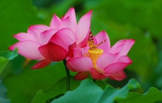 「金牛座」脾气像“母老虎”的三个生肖女，婚后却非常顾家，越老越有福气