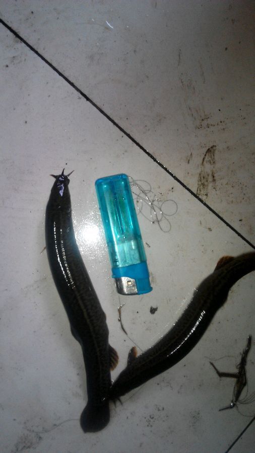 ：大草原上除了牛马羊，原来还有这么多这个东西