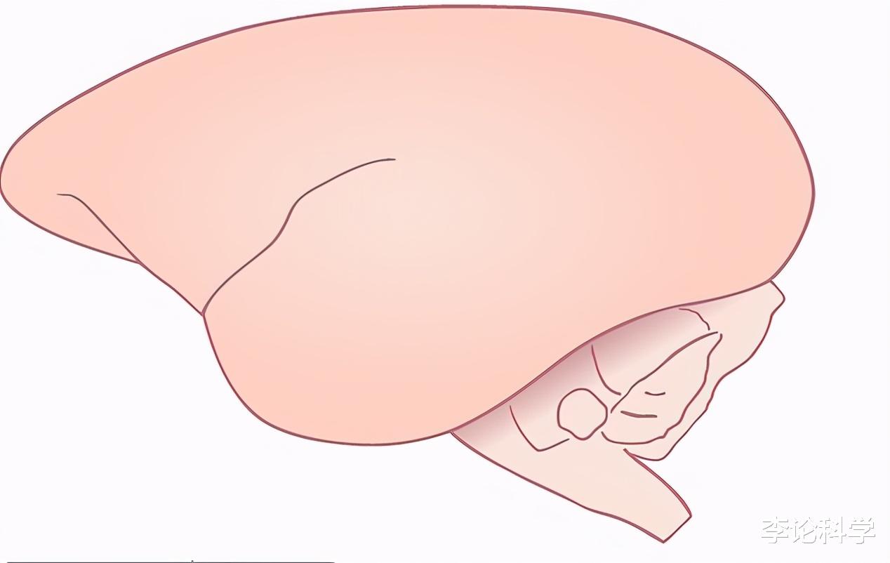 基因|人类基因被插入猴子胚胎，导致其大脑快速进化，实验让科学家担心