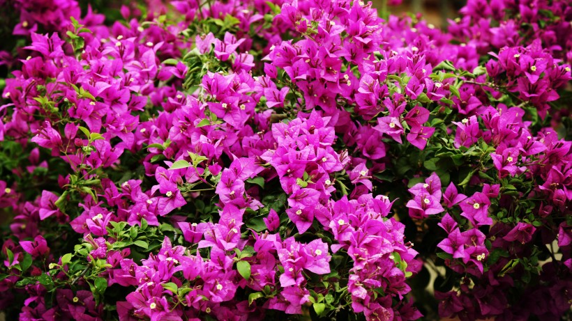 #生肖#6月中旬开始财气当头,事业有成就,轻松得财的4大生肖