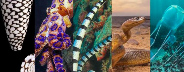 水母■地球上公认的最毒生物，比眼镜蛇毒200倍，夏天去海边当心遇见它