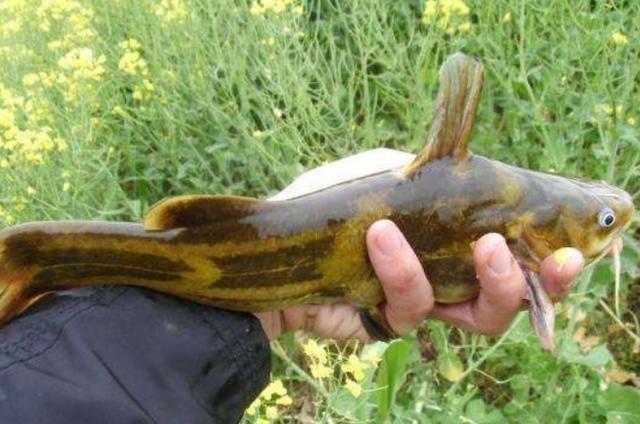 ：这饵红遍大江南北，对付黄骨鱼绰绰有余