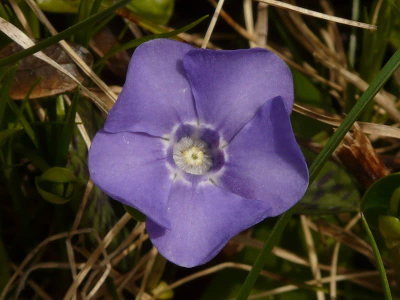 「生肖」6月下旬起运势飞涨，横财连发，求财顺利，稳稳赚钱的四属相