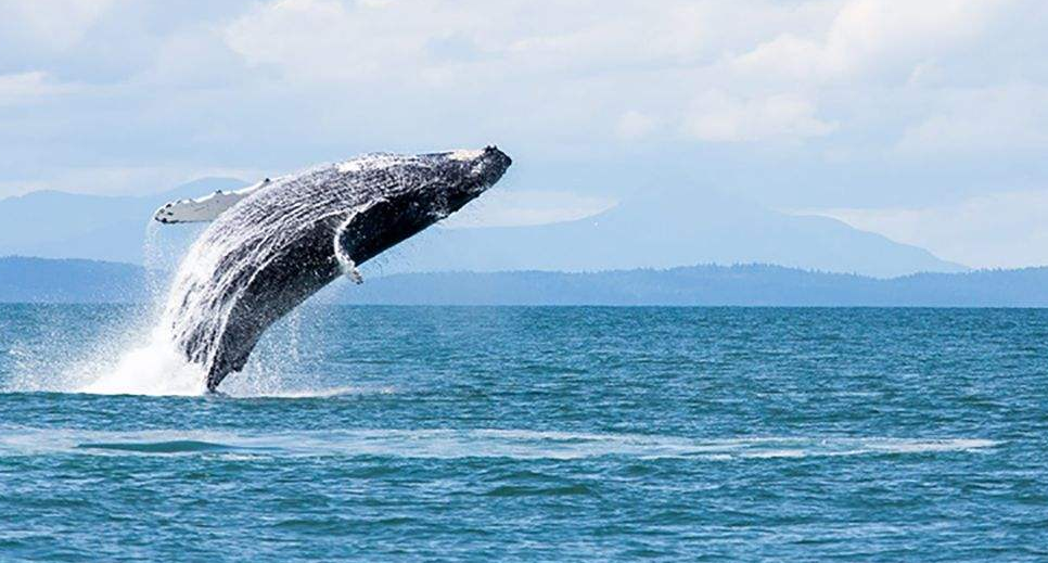 鲸鱼|世界上最孤独的鲸鱼：跨越了大半个地球，却没有一个鲸鱼是它朋友