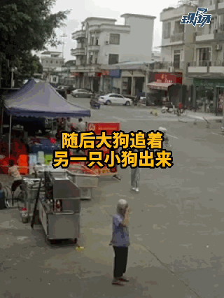 湖北日报视频|老人被狗绳拽倒，重摔身亡！官方通报来了