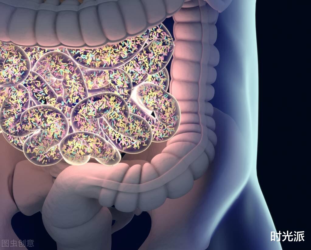 植物人|肠脑有多“聪明”？植物人大脑死亡，肠脑仍在“接管全局”