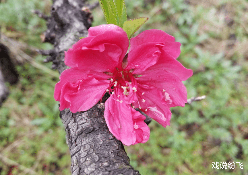 @6月23号将迎暴富机遇，买彩票中头奖，一飞冲天的3生肖