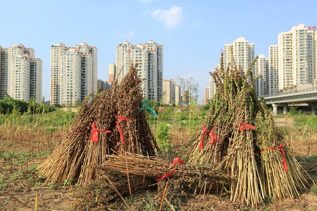宅基地福利又来了，有地退出补1万，进城买房补5万？农民会买账吗