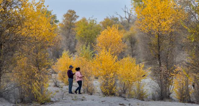 #胡杨林#“塔克拉玛干沙漠”里的亿万棵树，大家记得吗？现状让人很意外