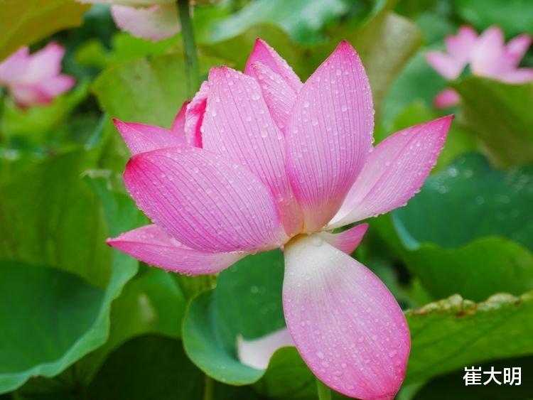 双鱼座：6月下旬开始财路大开，事业爱情丰收，苦海上岸的四大生肖