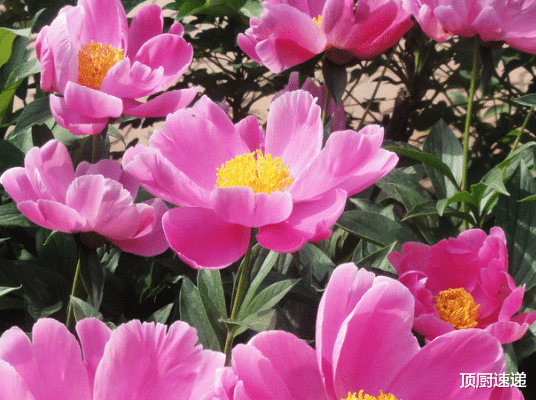 运势|进入11月，4属相运势上佳，富贵堆满屋，生活越来越红火