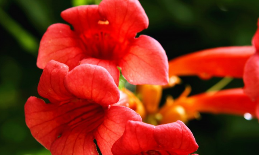 生肖|九月开始，财运兴隆，贵人八方来，福气不浅的生肖