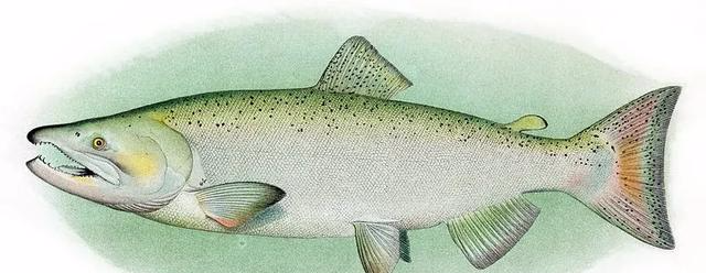 【三文鱼】三文鱼是什么鱼？可以生吃吗？