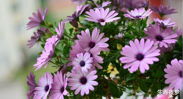 【甜言蜜语】5月,旧爱示好,心情激荡,3生肖甜言蜜语不断,重获挚爱,幸福到