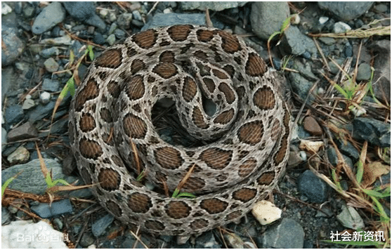 『毒蛇』中国毒蛇排行榜，最好不要招惹它们，捕蛇人看见都紧张