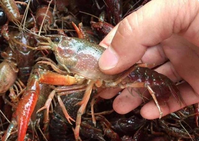 [小龙虾]小龙虾别再只是刷刷，去虾线了，教你个小妙招，脏东西自己跑出来