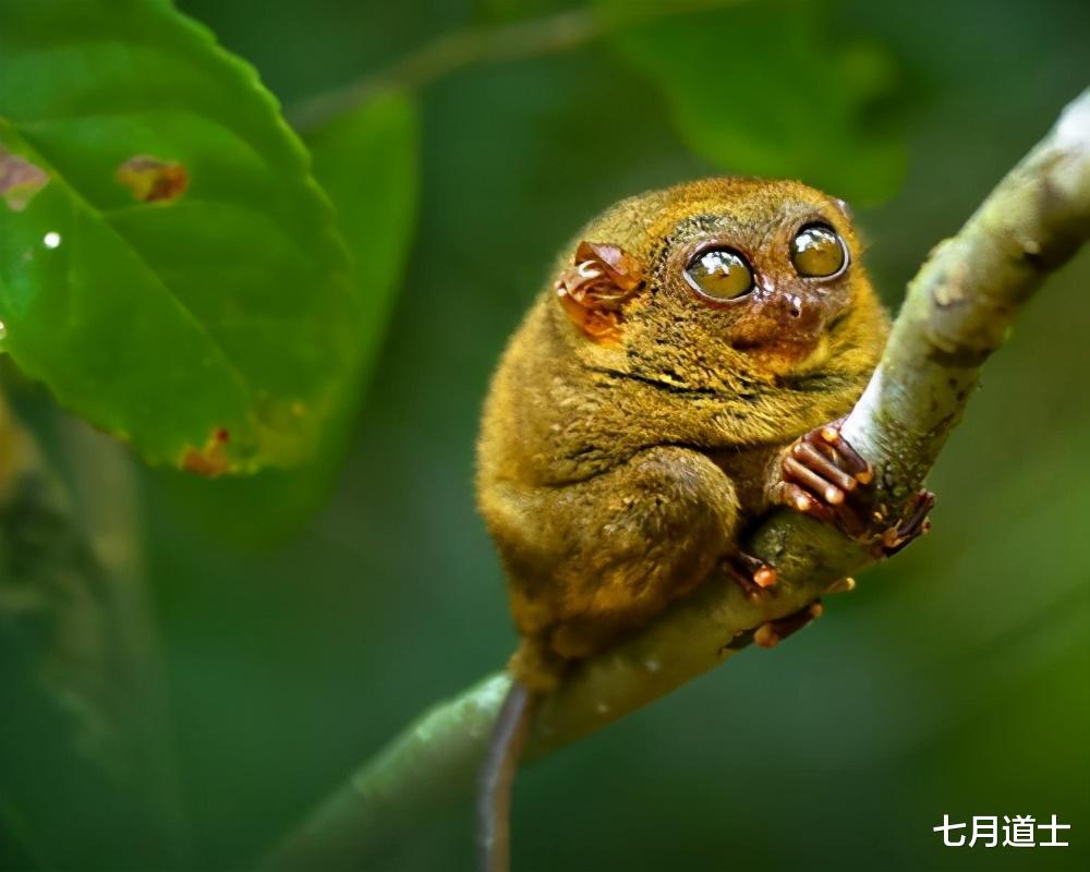 大熊猫|CNN评选的世界第一可爱的动物前20名，大熊猫居然不是第一名