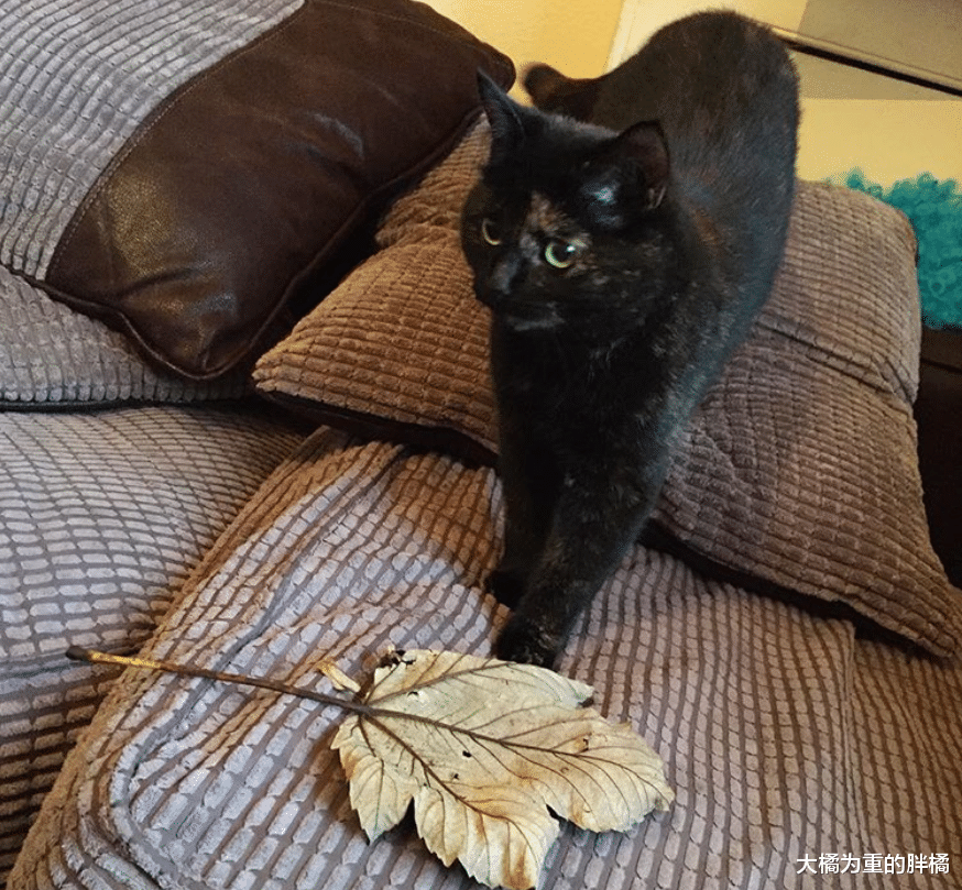 猫咪常常给主人送礼，送完老鼠虫子再送叶子，如今却还得主人掏钱