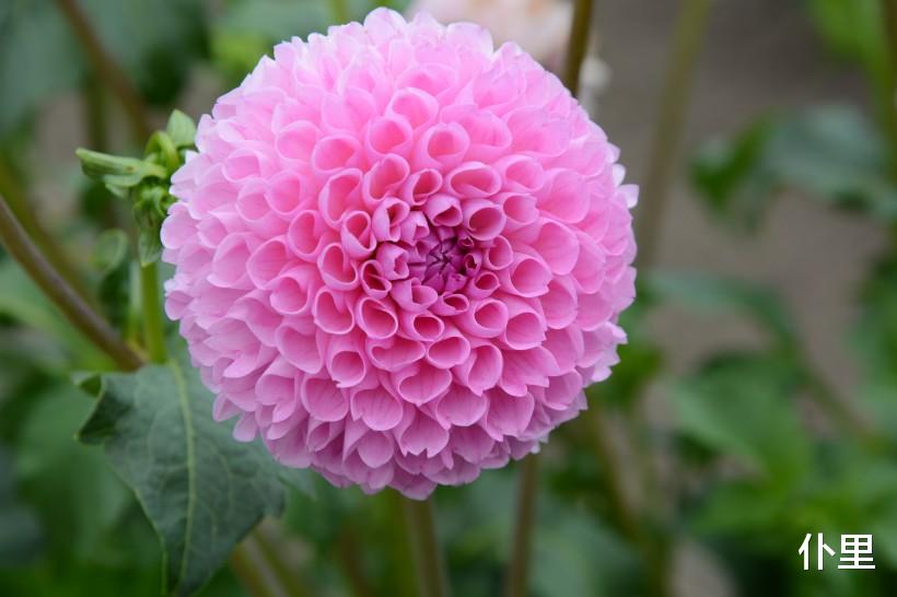 「生肖」3生肖6月下旬正财滚滚来，收入攀升，不再为钱发愁，恭喜恭喜