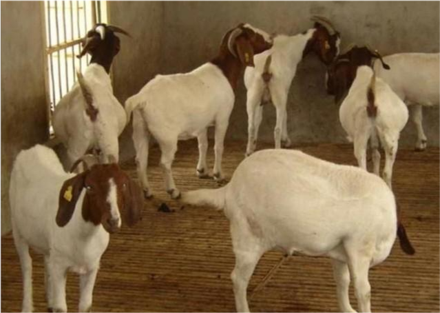 果然悠|一只羊有多少收入，多少只羊可以年入十万？看过来人算的细致账