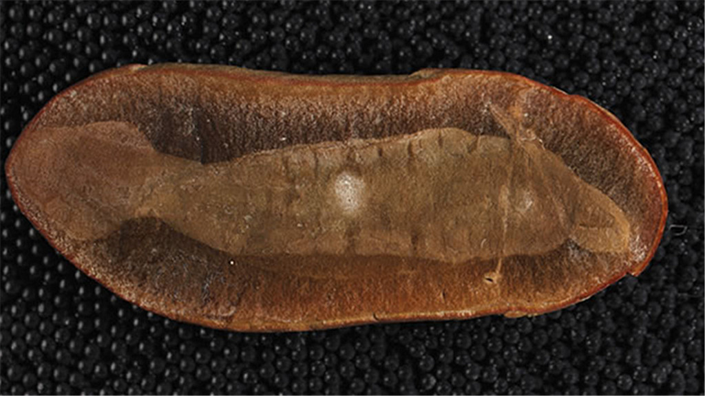 「化石」一枚科学家也无法解释的远古生物化石,它是否属于地球呢?