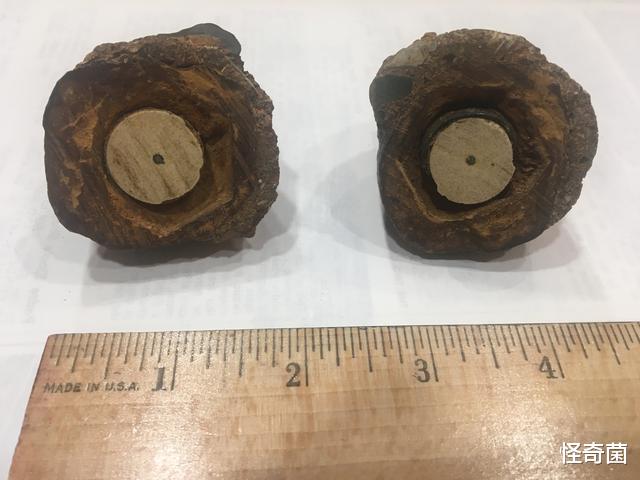 「科学家」科学界三大谎言，每个都是假的，却仍有人深信不疑