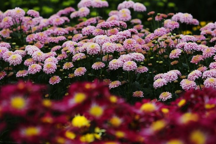 生肖|9月开始红鸾星波动，和真爱不期而遇的4大生肖，喜结良缘要脱单！