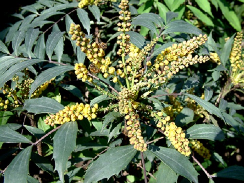 ▲黄连的功效用处