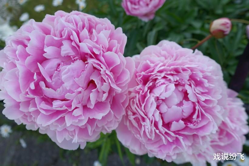 生肖|接下来一周偏财运旺，能赚得金盆满满的3大生肖