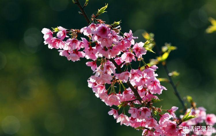 属牛▲未来俩月事业发展顺利，横财到来，万事亨通，一飞冲天的四属相